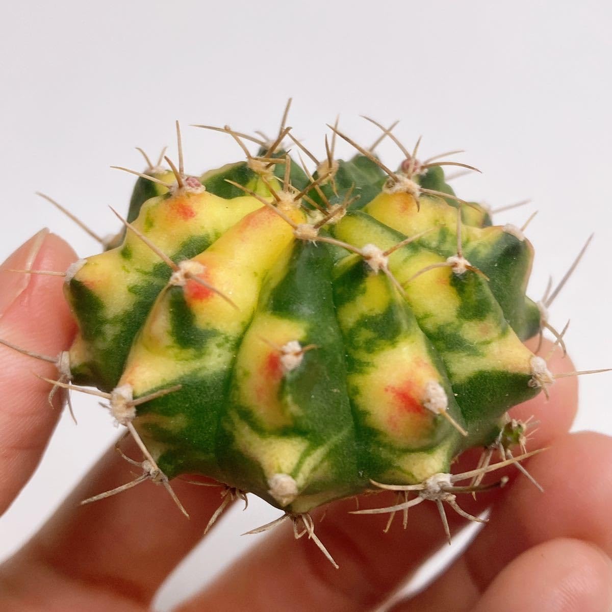 Amazon.co.jp: PINK PEARL ！多肉植物 サボテン ギムノカリキウムミハ